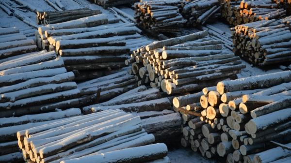 Предприятие по глубокой переработке леса создадут в Хабаровском крае